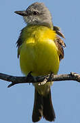 Couch's Kingbird