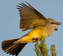 Western Kingbird