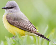 Western Kingbird