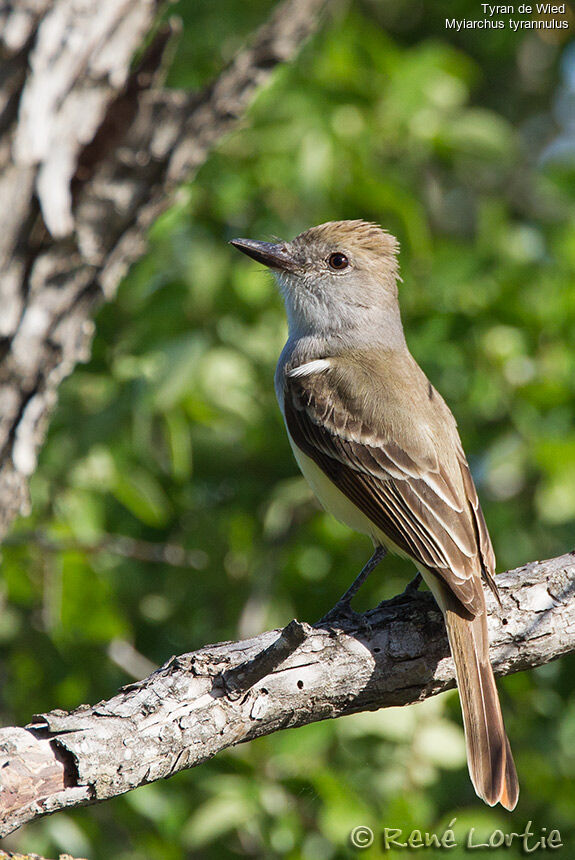 Brown-crested Flycatcheradult, identification