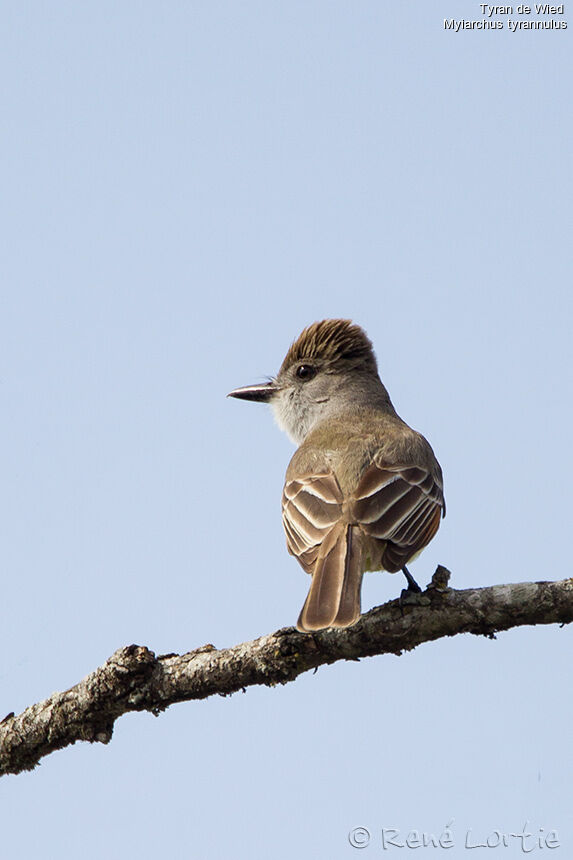 Brown-crested Flycatcheradult, identification