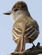 Brown-crested Flycatcher