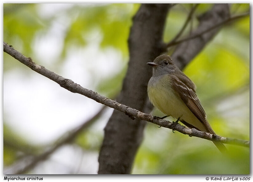 Great Crested Flycatcher