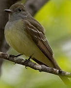 Great Crested Flycatcher