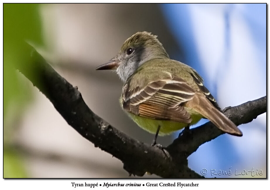 Great Crested Flycatcheradult