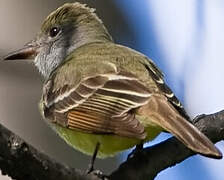 Great Crested Flycatcher