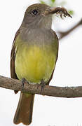 Great Crested Flycatcher