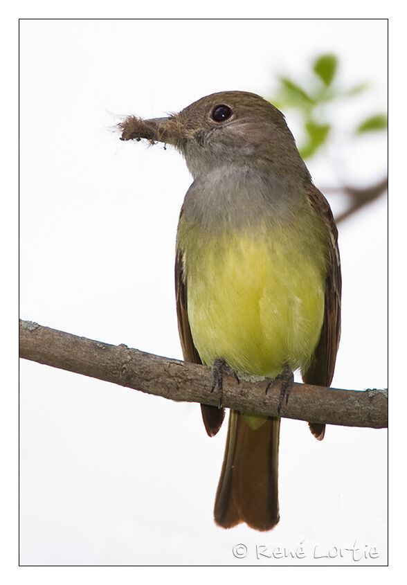 Great Crested Flycatcheradult, identification, Reproduction-nesting