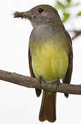 Great Crested Flycatcher