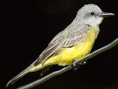 Tropical Kingbird