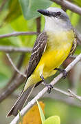 Tropical Kingbird