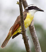 Great Kiskadee