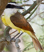 Great Kiskadee