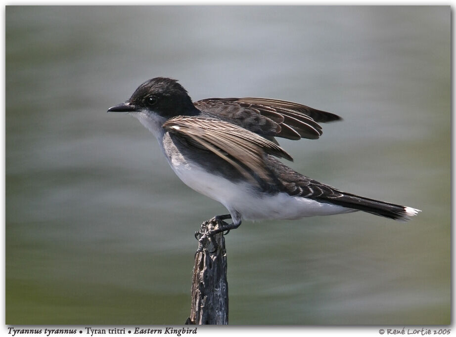 Eastern Kingbird