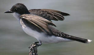 Eastern Kingbird