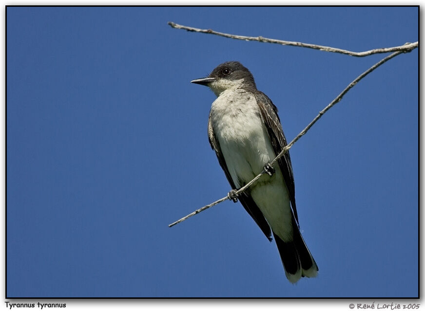 Eastern Kingbird