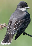 Eastern Kingbird