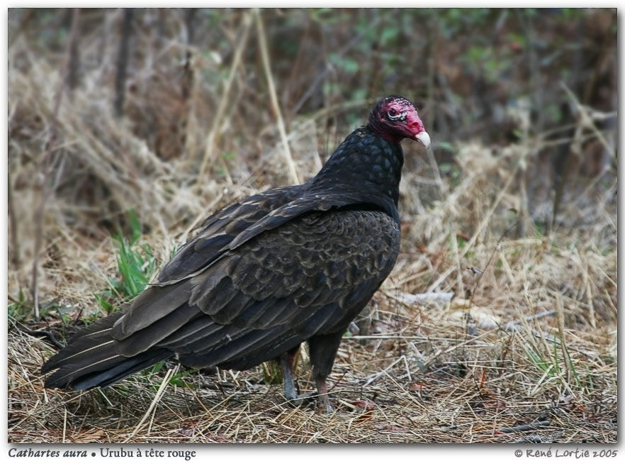 Turkey Vulture