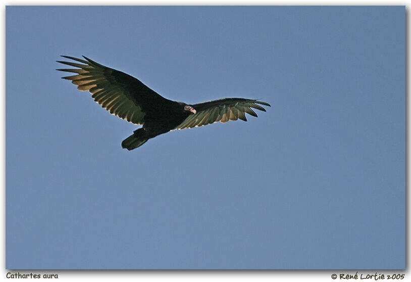 Turkey Vulture