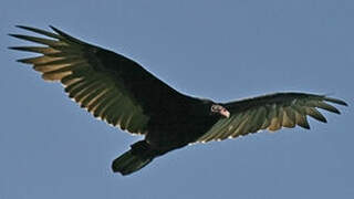 Turkey Vulture