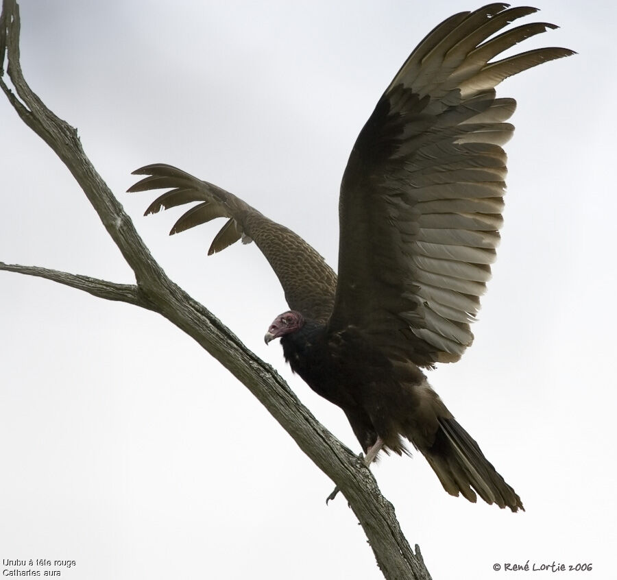 Urubu à tête rouge