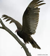 Turkey Vulture