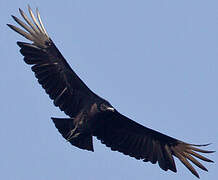 Black Vulture