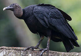 Black Vulture