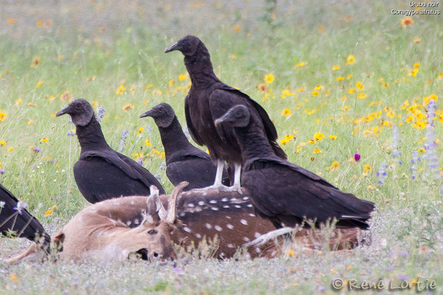 Urubu noiradulte, identification, régime, Comportement