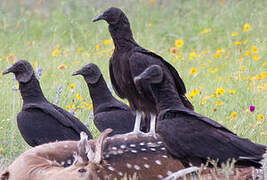 Black Vulture