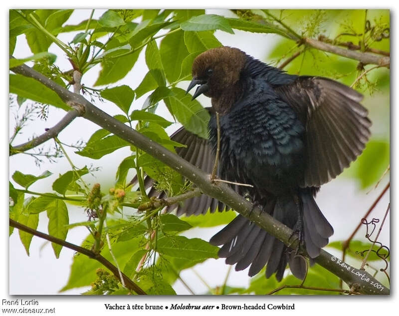 Brown-headed Cowbird male, courting display