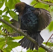 Brown-headed Cowbird