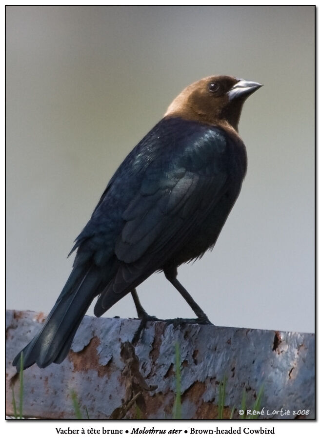 Brown-headed Cowbirdadult