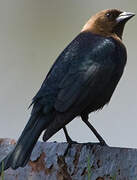 Brown-headed Cowbird