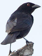 Bronzed Cowbird