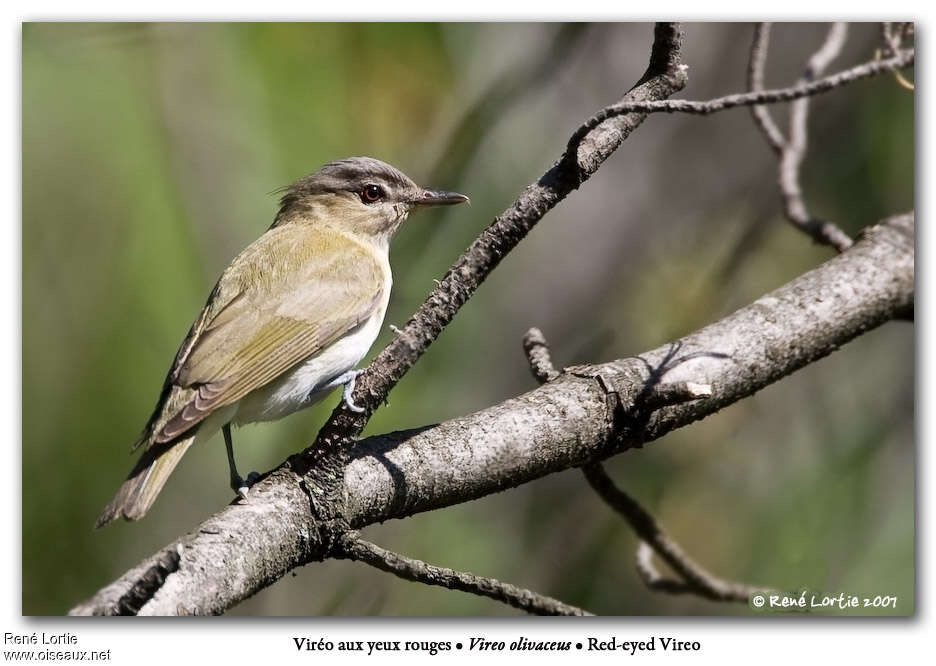 Red-eyed Vireoadult, pigmentation