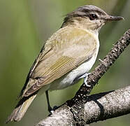 Red-eyed Vireo