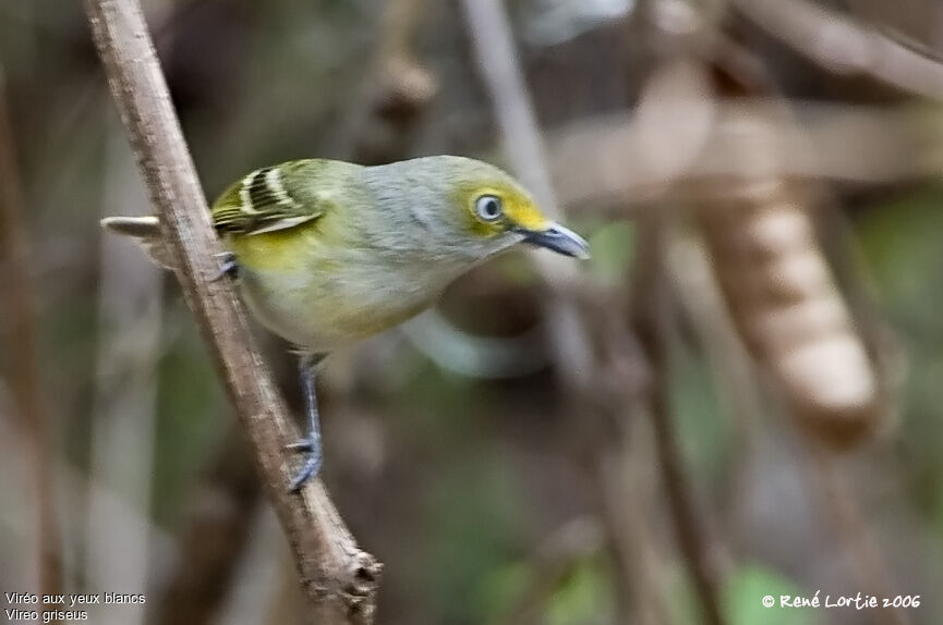 White-eyed Vireoadult