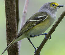 White-eyed Vireo