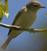 Warbling Vireo