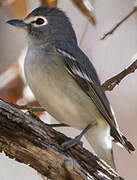 Plumbeous Vireo