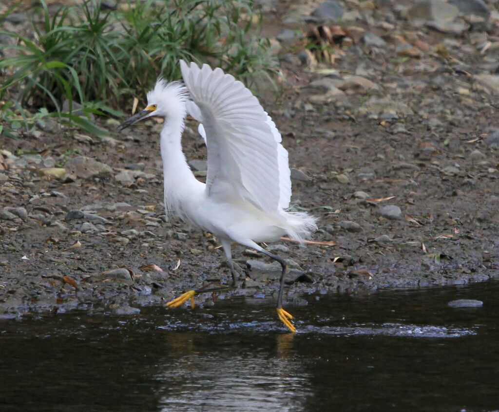 Snowy Egret