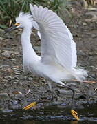 Snowy Egret