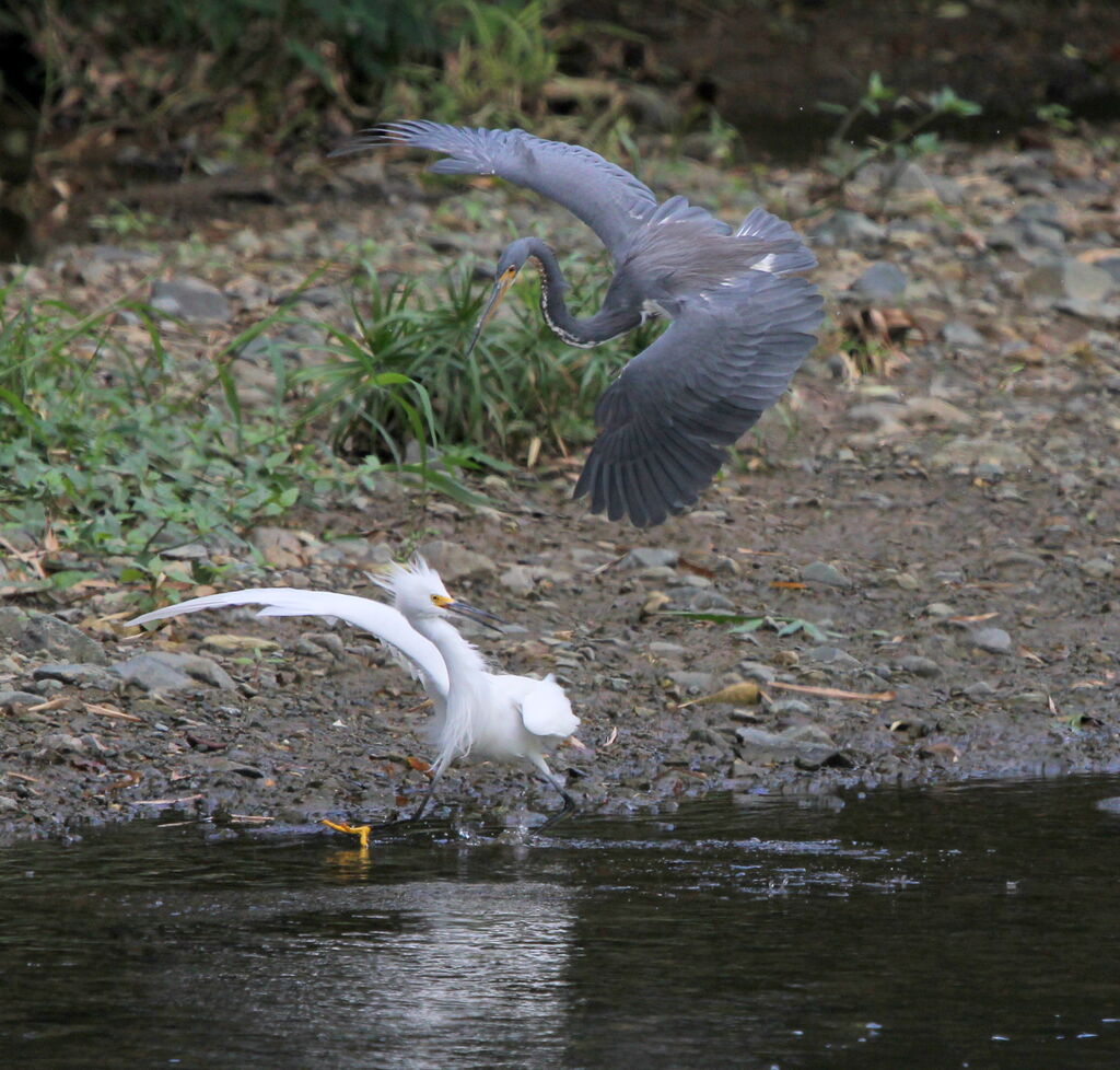 Aigrette neigeuse