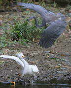 Snowy Egret