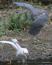 Aigrette neigeuse