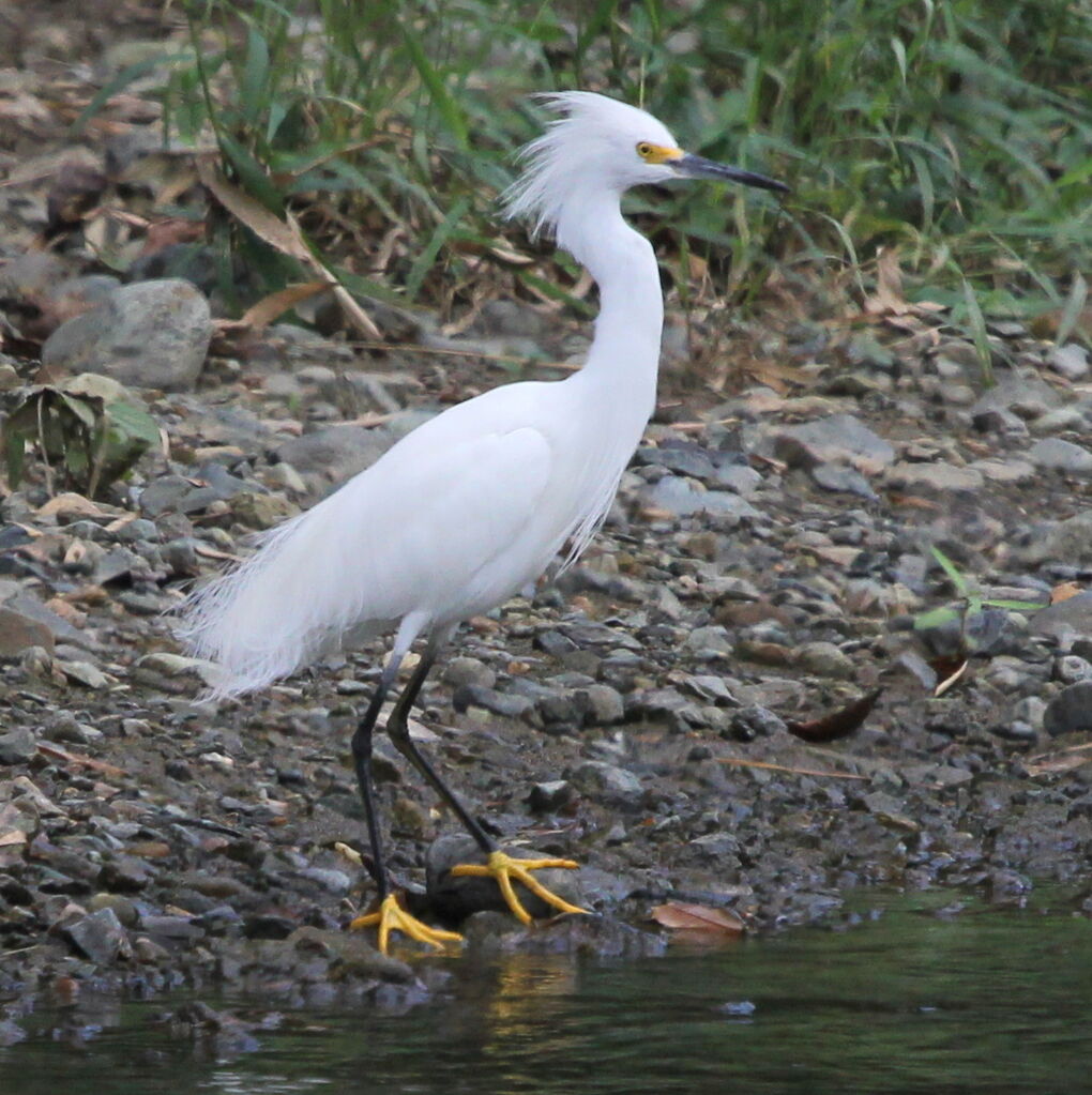 Snowy Egret