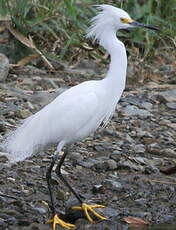 Aigrette neigeuse