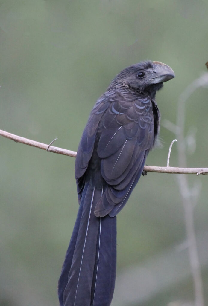 Smooth-billed Ani