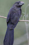 Smooth-billed Ani